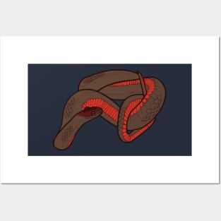 Red Bellied Snake Design Posters and Art